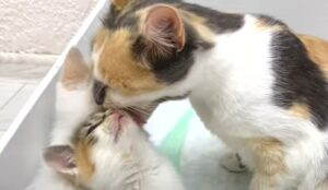 Gattina calico Lima è diventata mamma e adora coccolare i suoi cuccioli (VIDEO)