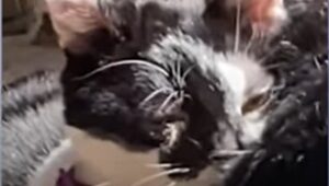 Gattino cucciolo Arnold ha sofferto moltissimo e ora sembra aver trovato la sua dimensione (VIDEO)