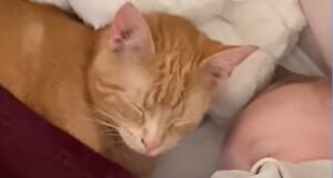 Il gattino cucciolo Sixten protegge la sua sorellina umana anche se lui è più grande solo di un mese (VIDEO)
