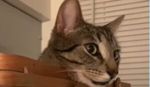 Il gattino domestico Bernie non è il tipico gatto domestico; lui ha bisogno di più emozioni (VIDEO)