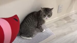 Il gattino domestico Mr Mochi si cimenta con un nuovo giocattolo (VIDEO)