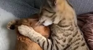 Il gattino domestico Teddy è innamorato follemente del cagnolino Albi (VIDEO)