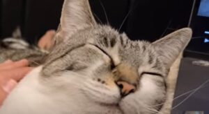 Gattino domestico adora dormire tra le braccia del proprio umano (VIDEO)