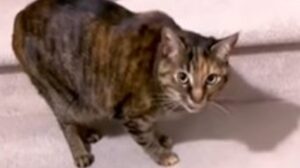Gattino domestico ama rotolare per le scale e lo fa tante volte al giorno (VIDEO)