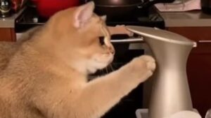 Gattino domestico cerca di capire come funziona il rubinetto della sua cucina (VIDEO)