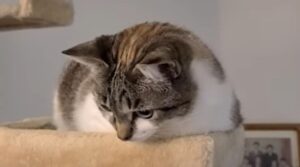 Gattino domestico cerca di resistere alla pietanza che gli fa vedere l’umano (VIDEO)