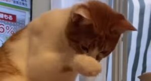 Gattino domestico curioso cerca di capire perché la zampetta si bagna (VIDEO)