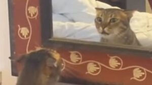 Un gattino domestico diventa aggressivo non appena vede un altro suo simile (VIDEO)