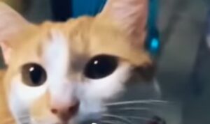 Gattino domestico non apprezza un alimento e la sua reazione è esagerata (VIDEO)