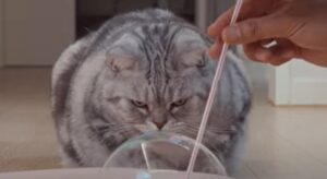 Gattino domestico osserva attentamente cosa fa il suo umano (VIDEO)
