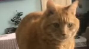 Gattino domestico ostinato decide che il telecomando deve stare sul pavimento (VIDEO)
