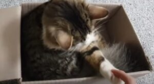 Gattino domestico protegge la sua scatola di cartone in cui si riposa (VIDEO)
