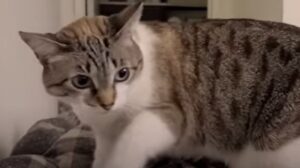 Gattino domestico vuole scontrarsi con l’altro gatto di casa che lo ignora (VIDEO)