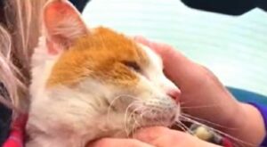 Gattino in fin di vita Ben è finalmente al sicuro dopo aver rischiato il congelamento (VIDEO)