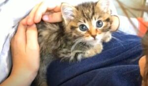 Il gattino in fin di vita Paka è sopravvissuto grazie alla forza dell’amore (VIDEO)