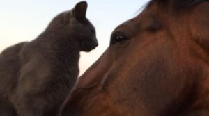 Gattino invadente sale sulla testa del cavallo che resta immobile (VIDEO)