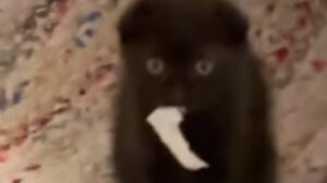 Gattino nero domestico ha fatto una birichinata mentre i proprietari non erano a casa (VIDEO)