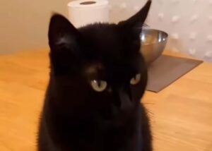 Il gattino nero prende in giro tutti quelli che pensano porti sfortuna attraverso un filmato (VIDEO)