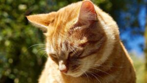 Gattino rosso Mega adora attaccare la lunga chioma della sua umana (VIDEO)