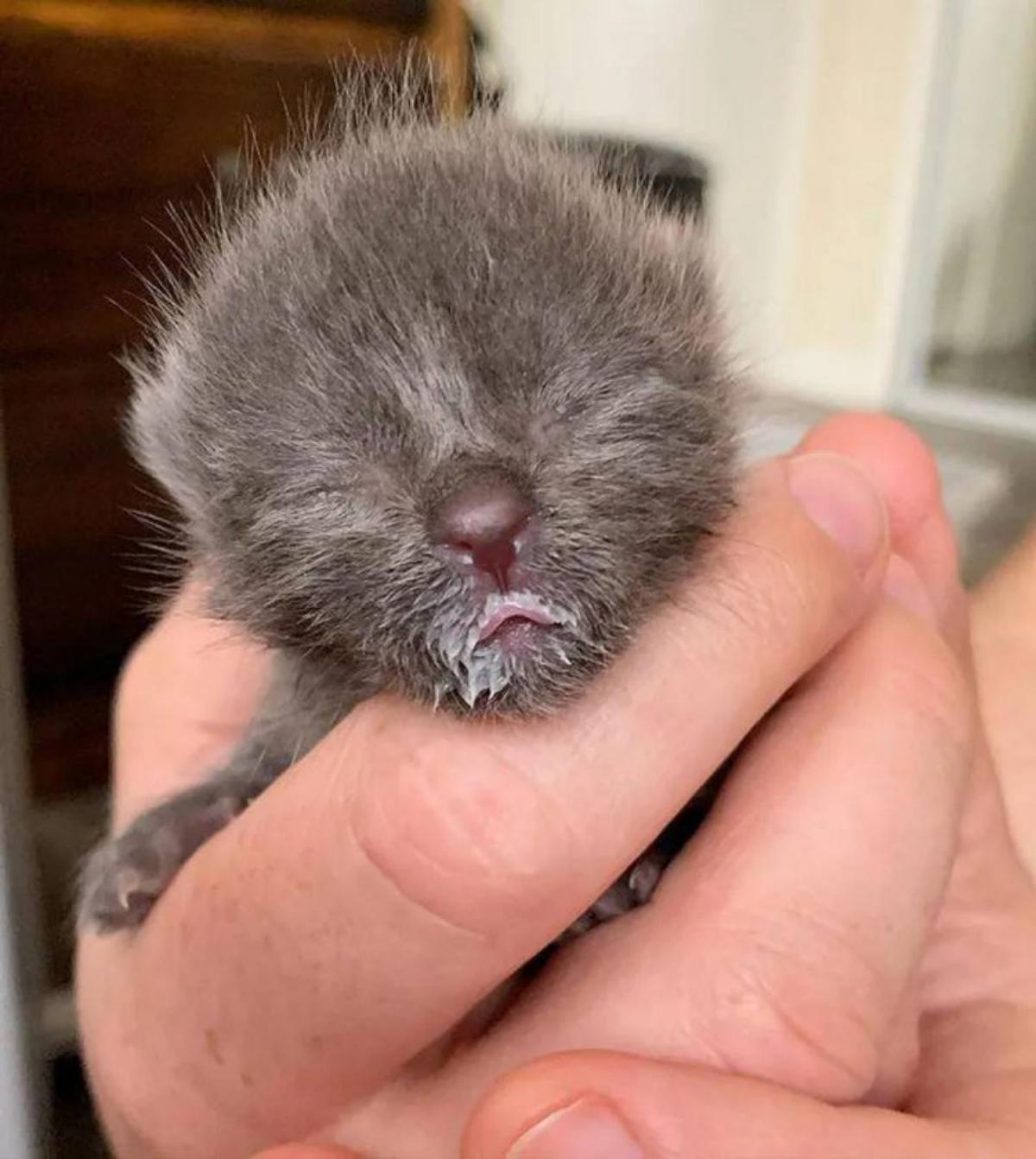 micetto appena nato