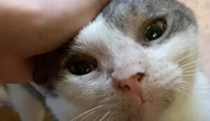 Gattino selvatico Smoosh ora sa cosa significa lottare con lui e non contro di lui (VIDEO)