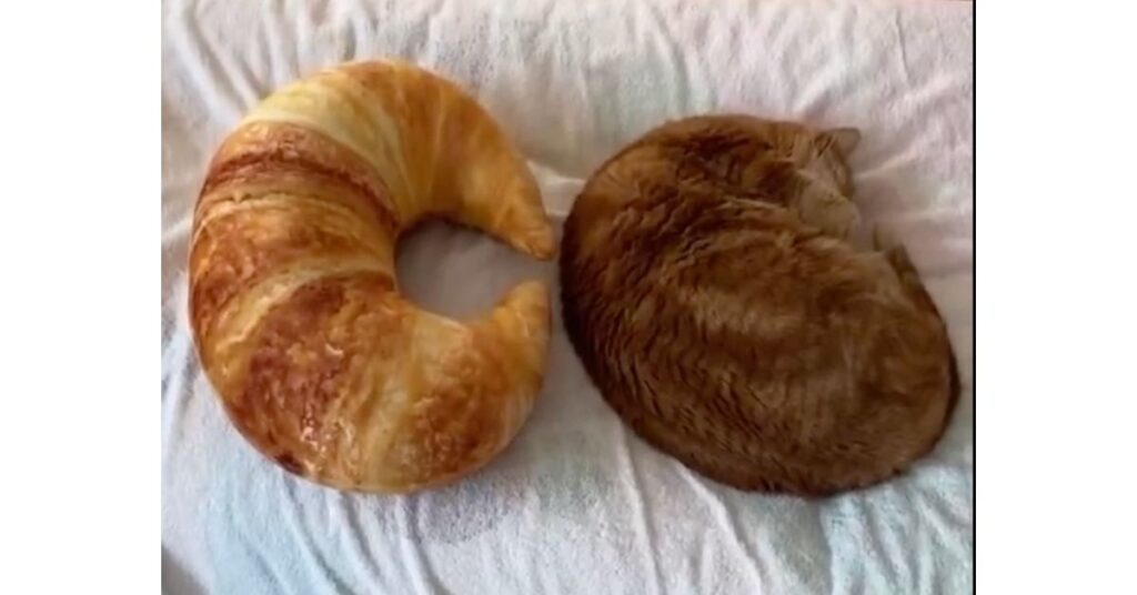 Gattino o croissant? Guarda il simpaticissimo video
