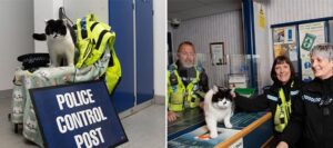 Gattino lascia la sua casa per trasferirsi alla stazione di polizia