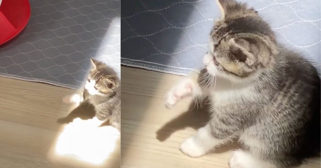 Il gattino curioso scopre il suo primo raggio di sole e lo adora