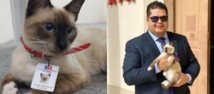 Gattino randagio viene adottato e assunto da uno staff di avvocati