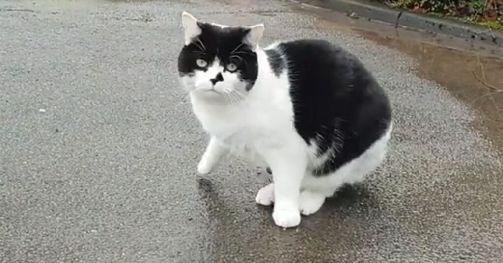 Gattino lascia la sua casa per trasferirsi alla stazione di polizia