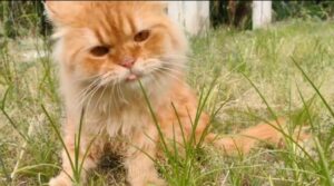 Gatto arancione mangia erba per la prima volta (VIDEO)