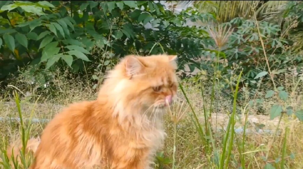 gatto arancione mangia erba in giardino