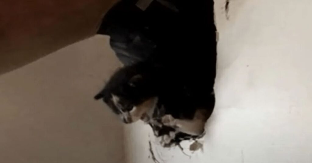 I vigili del fuoco salvano un gatto rimasto per giorni intrappolato nel muro di un pub