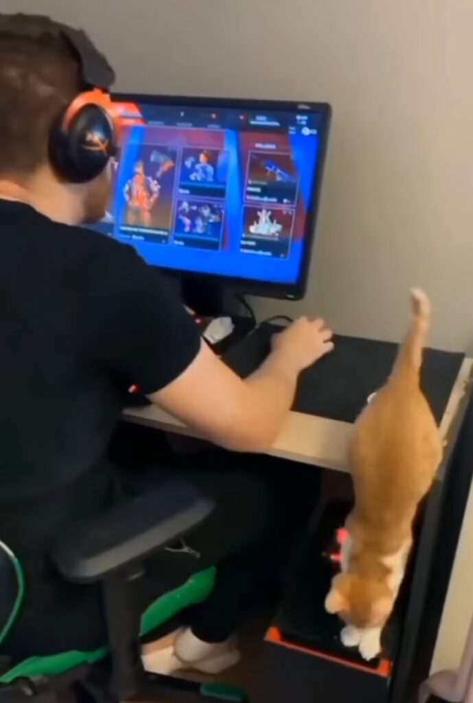 gatto spegne computer
