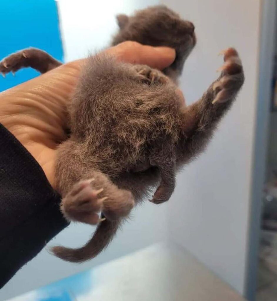 gattino grigio deforme