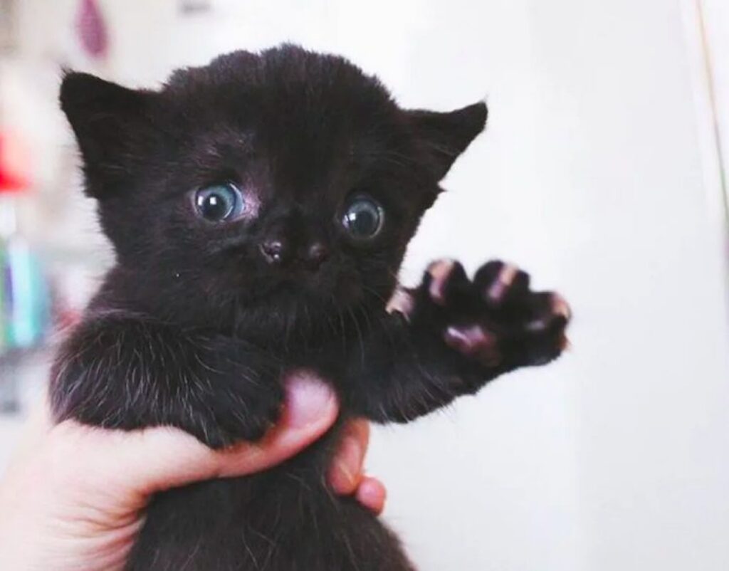 gatto nero con difetto facciale