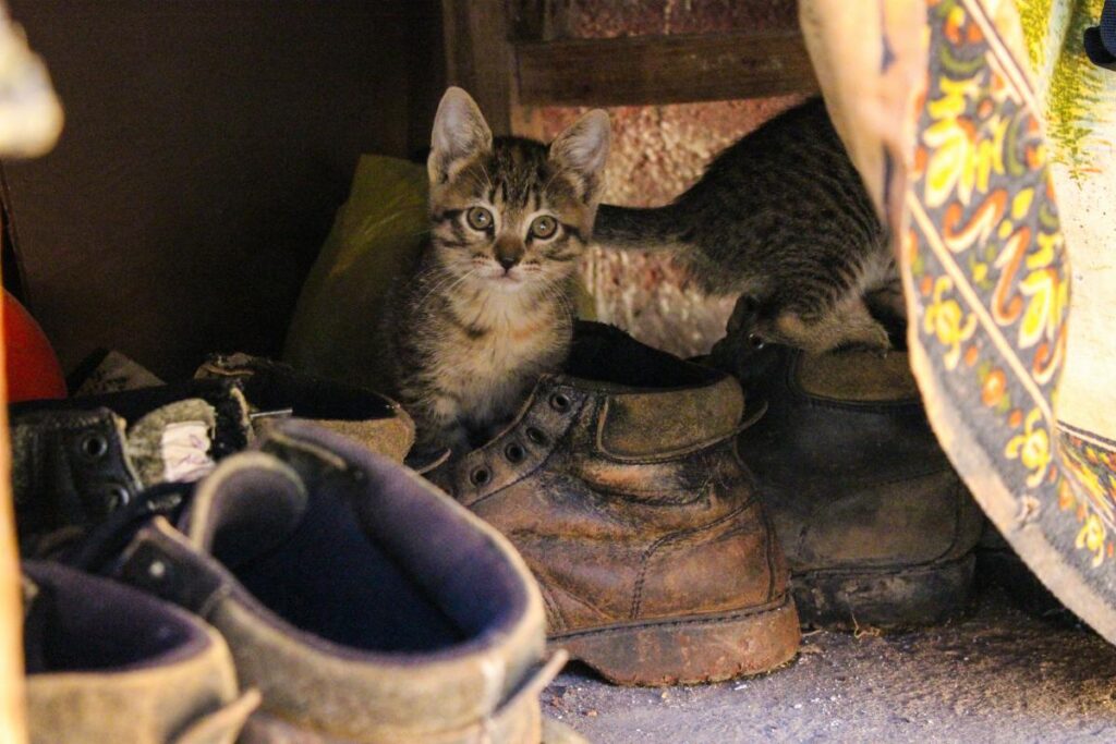 gattino e scarpe