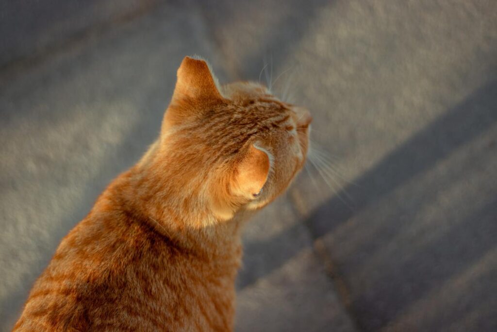 gatto arancio