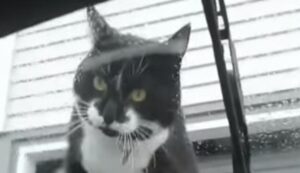 Gatto domestico molto nervoso decide di attaccare un uomo (VIDEO)