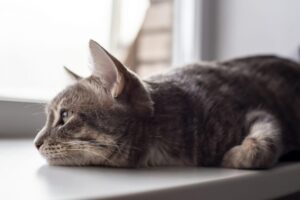 Gatto lanciato dal balcone da un uomo rabbioso