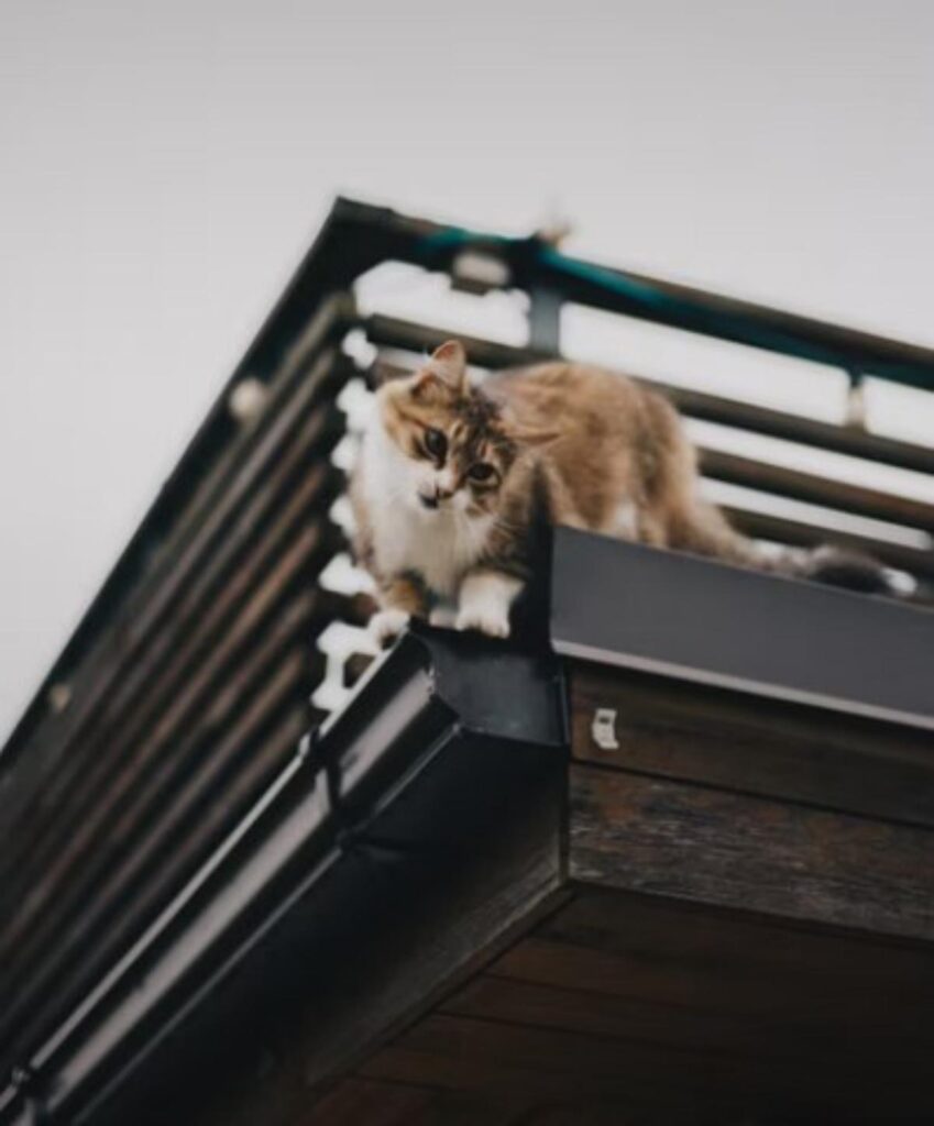 gatto sul balcone