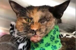 Gatto miracolato dopo lo scontro con un autobus
