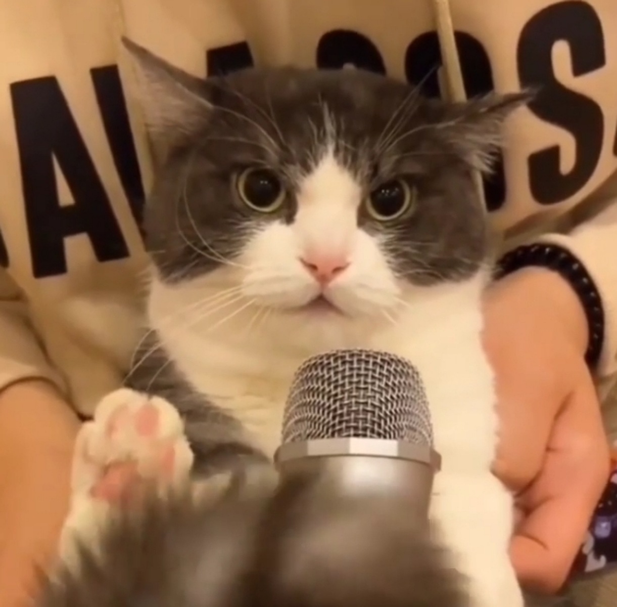 gatto parla al microfono