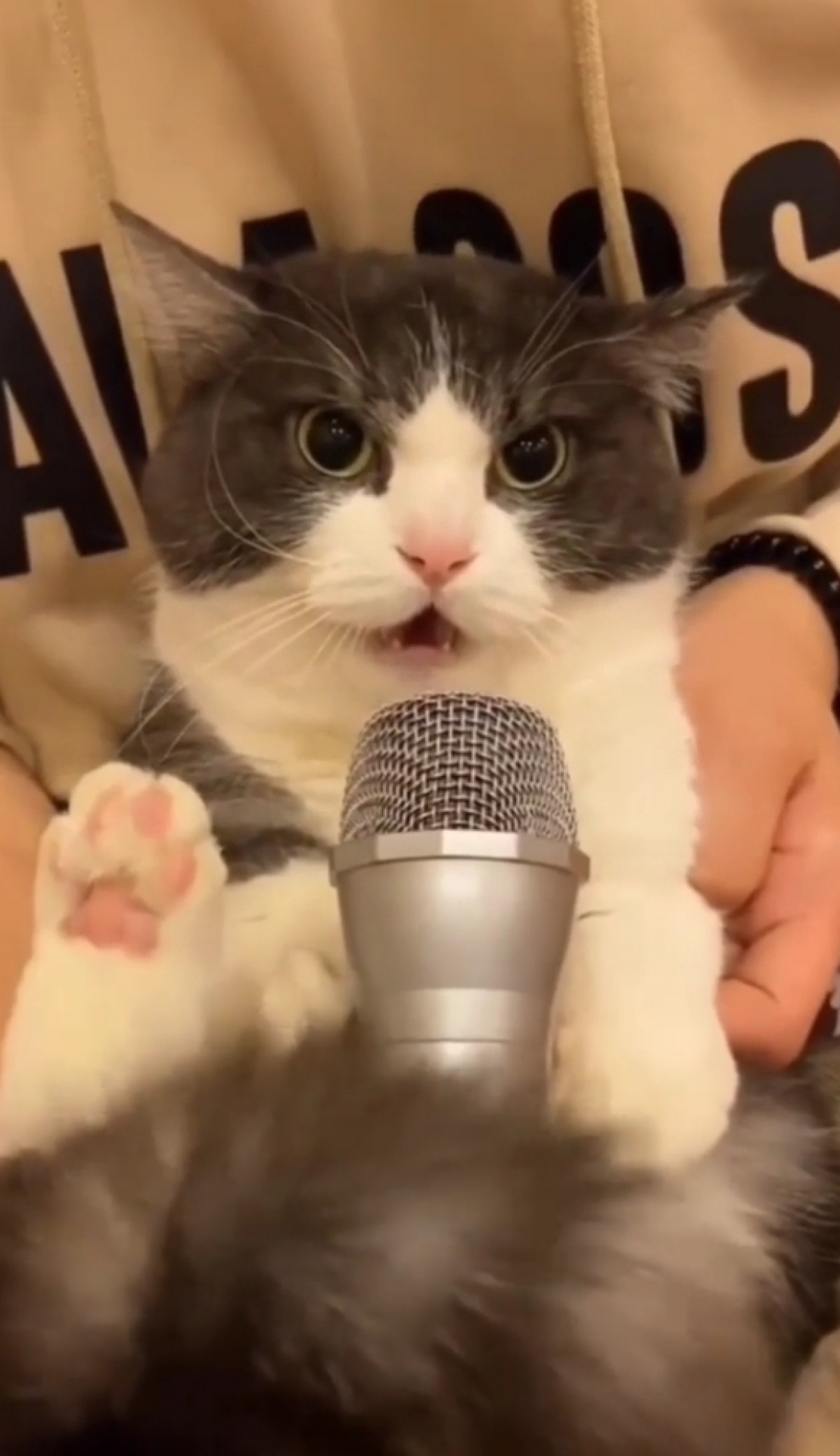 gatto parla al microfono