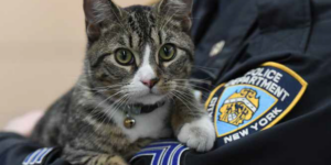 Gatto randagio adottato dalla polizia di New York