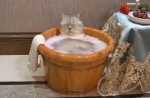 gatto nella vasca