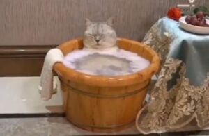 Gattino rilassato durante un bagno in una vasca di acqua calda (VIDEO)