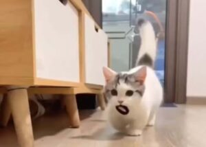 Il gattino riporta gli oggetti alla padrona come un cagnolino e poi si siede aspettando che li ritiri (VIDEO)