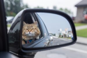 Gatto smarrito e ritrovato accompagnato a casa da un taxi