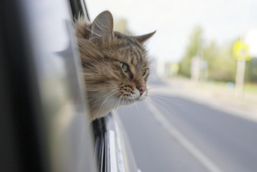 gattino in auto